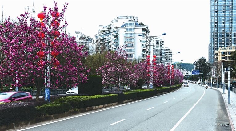 市区多条道路上玉兰花竞相