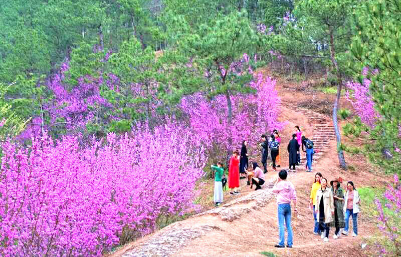 紫荆花艳赤城山