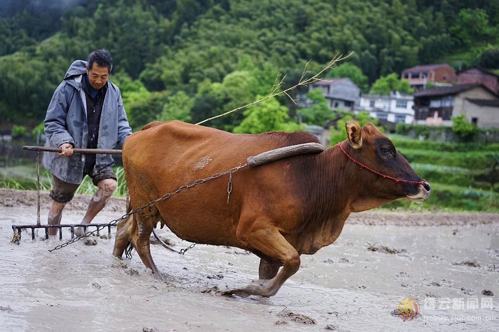 勤劳农人耕犁忙