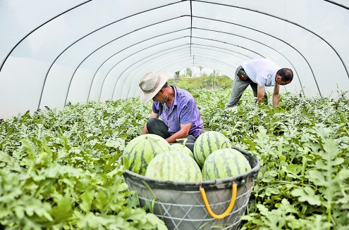 西瓜采摘 资料图