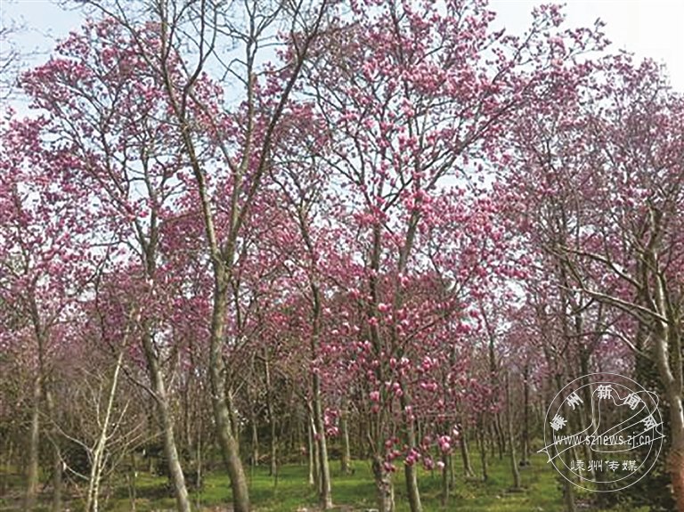 市树市花评选结果出炉 香榧和玉兰胜出