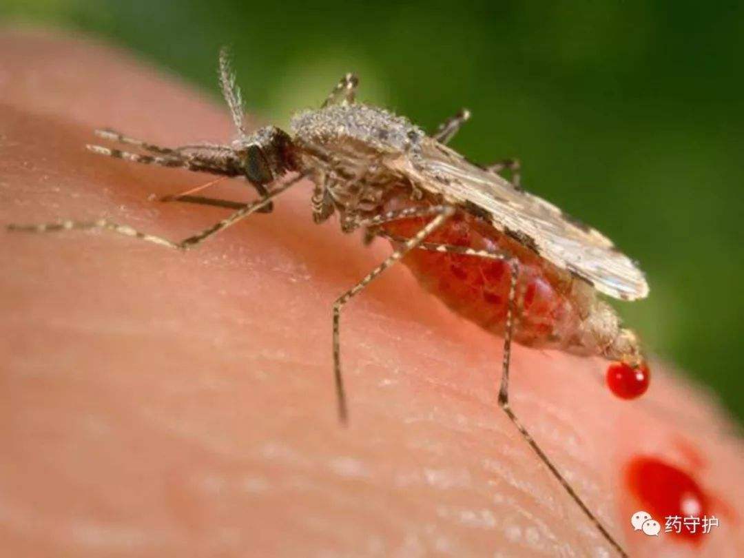 专家解密：为什么被蚊子叮的总是你？
