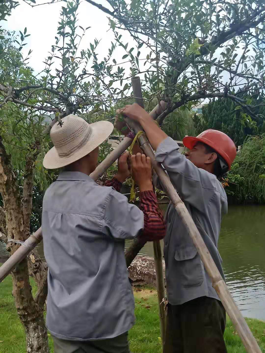 加固树木防台风
