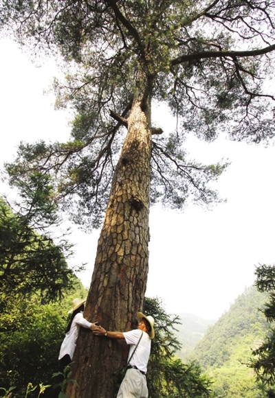 武义|百年古树望阡陌 沧桑年轮琢岁月