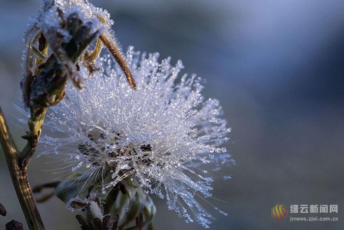 微观霜花