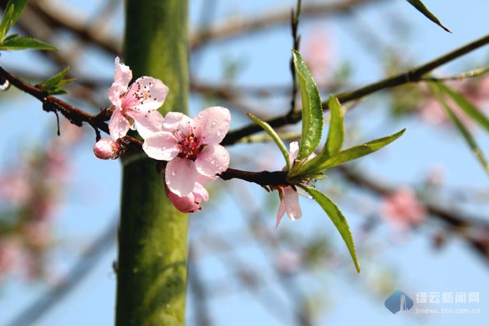 竹外桃花三两枝