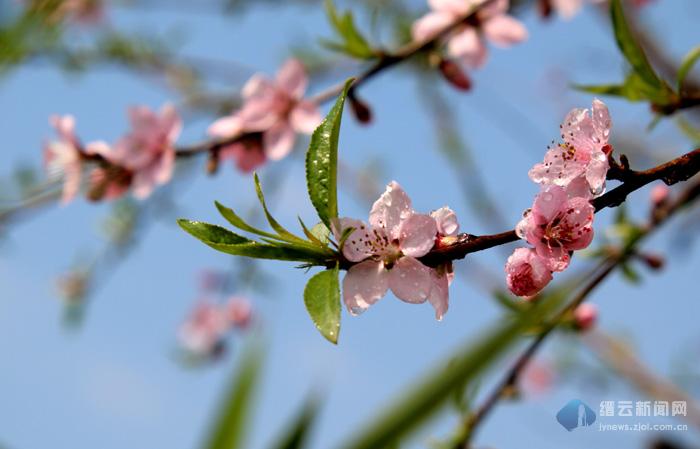 竹外桃花三两枝