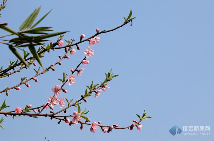 竹外桃花三两枝