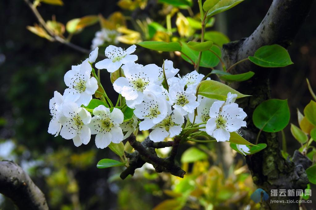 梨花一枝春带雨