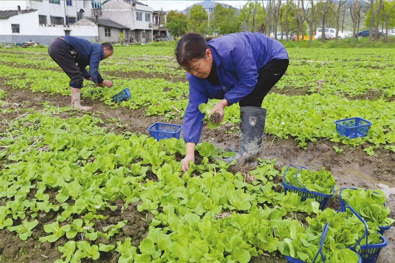 什么是无公害蔬菜种植 00300784987_c493b95d.jpg