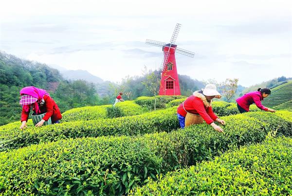 茶园婚纱照_茶园图片高清(3)