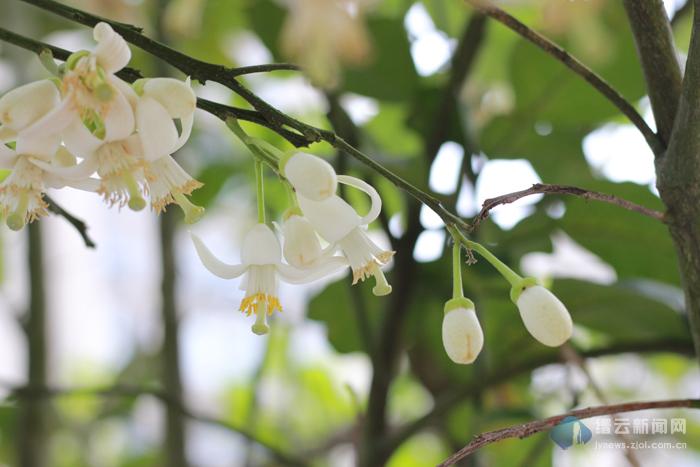 香泡开花香满城