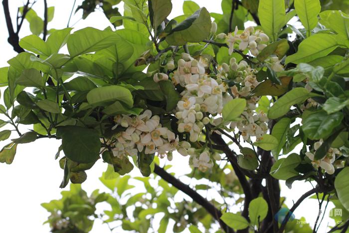 香泡开花香满城