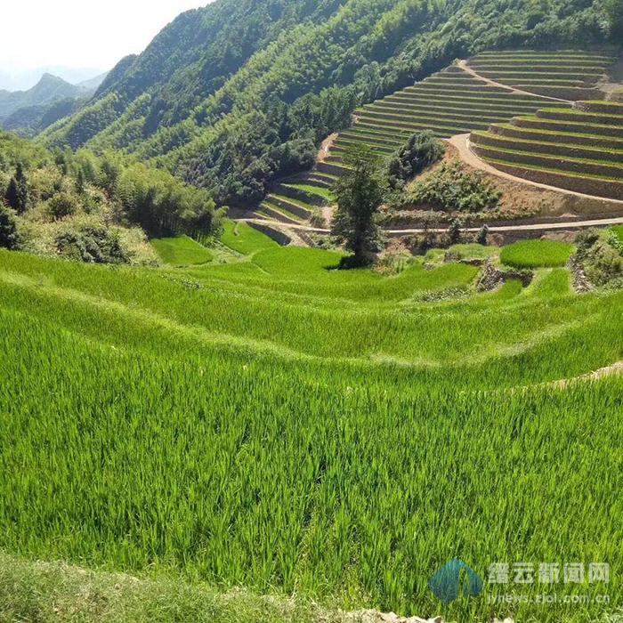 缙云海拔最低村所在的这个乡镇 有一个名声鹊起的品牌叫“山宝”