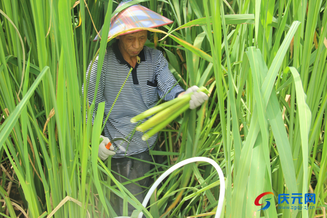 百祖山种植专业合作社—— 高山茭白喜获丰收