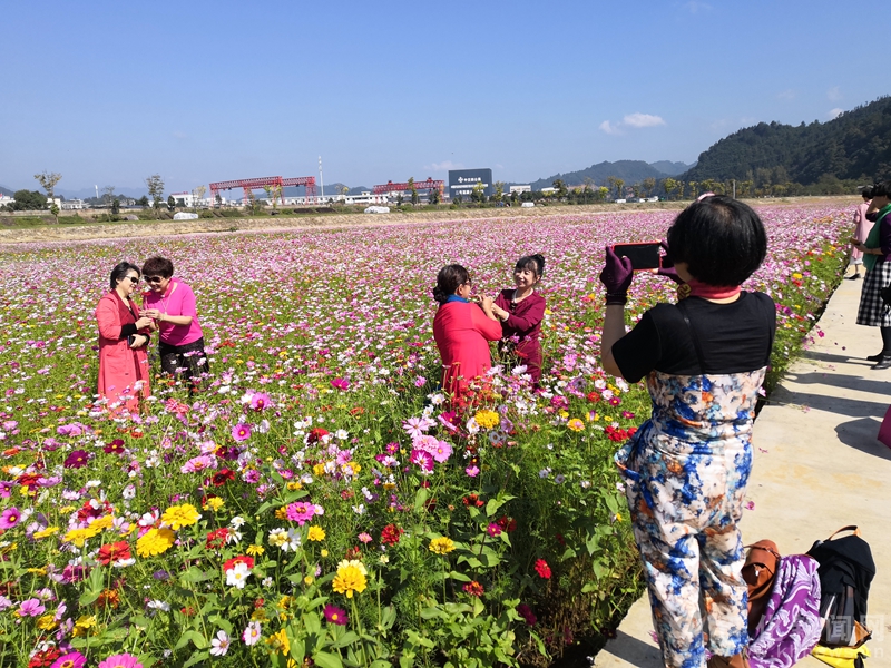 百亩花海 锦上添花 下茨村以花为媒发展旅游经济