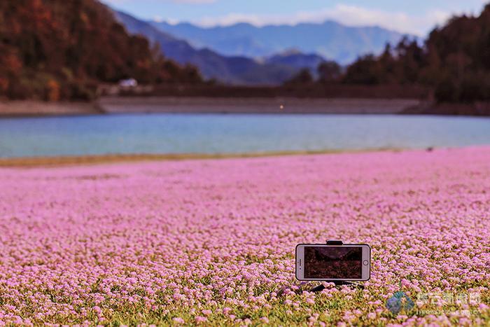 蓼子花开