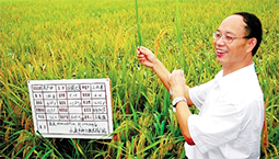 专注研究35年 国家水稻产业技术体系首席科学家程式华致力于南北水稻联姻