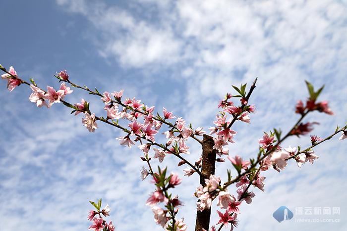 缙云:桃花依旧笑春风
