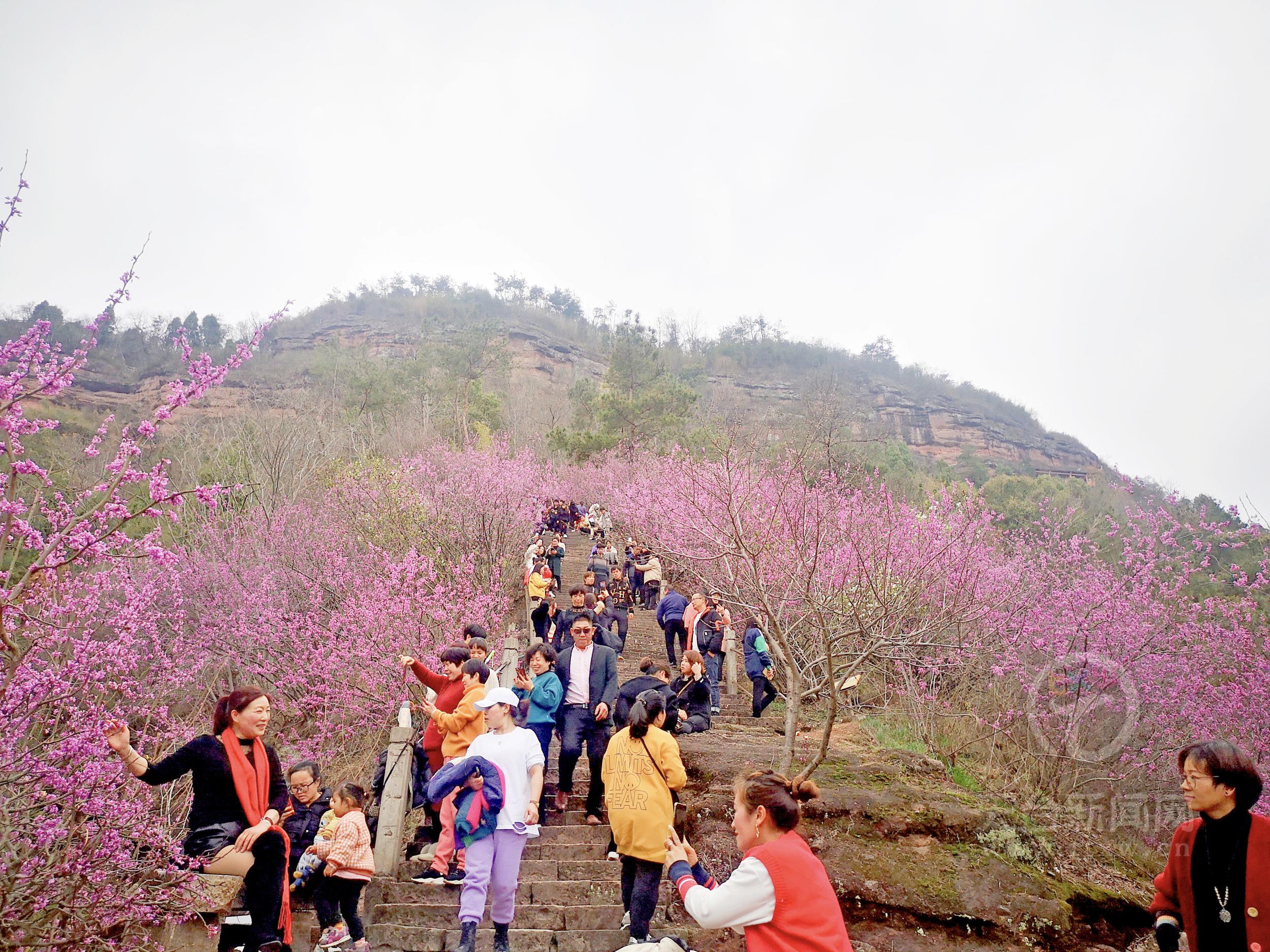 紫荆花艳赤城山 游人踏青正当时