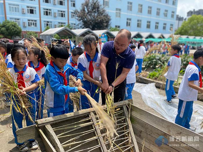 缙云县团结小学麦浪翻滚正当时