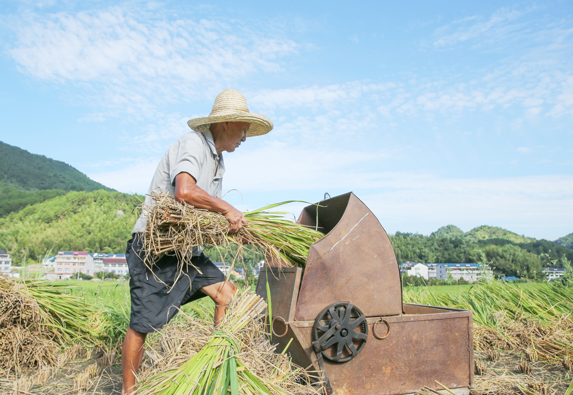 用数据说话：收割机比人工割水稻一亩减产多少斤？_损失
