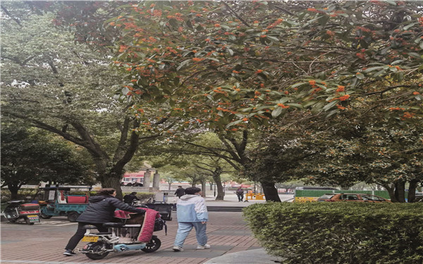 最近是不是桂花开了 00300972468_16cf4a03.jpg