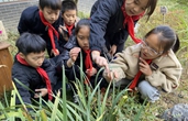 衢州這所名為鹿鳴的小學，讓學生跟著《詩經》做中藥