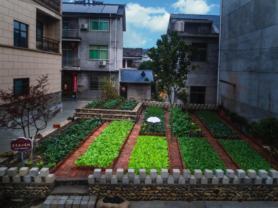 阳台种菜比种花好，小阳台瞬间变成“小菜园”