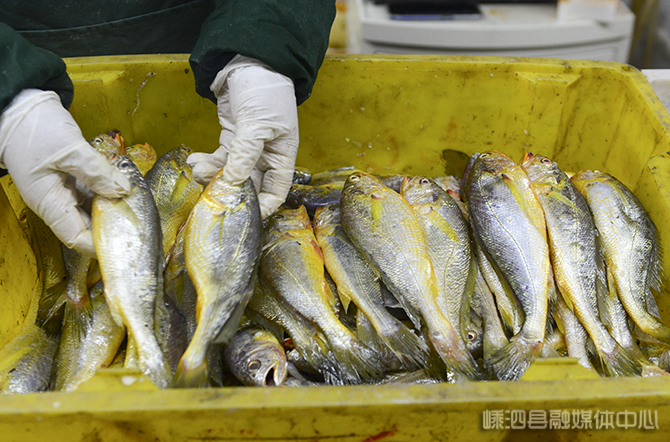 终于实现黄鱼自由 渔船捕获数千斤野生大黄鱼