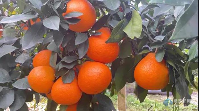 缙云:柑橘新贵“红美人”试种成功 采摘上市