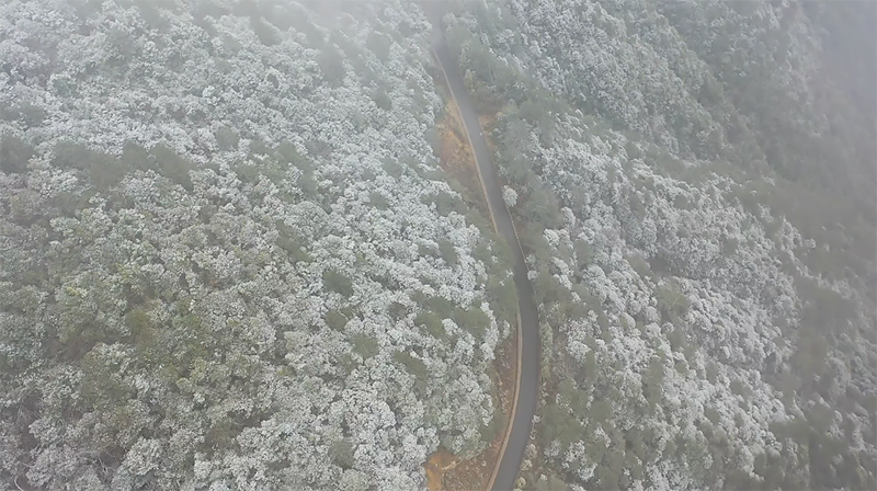 百山祖国家公园薄雪挂雾凇 银装素裹美如画