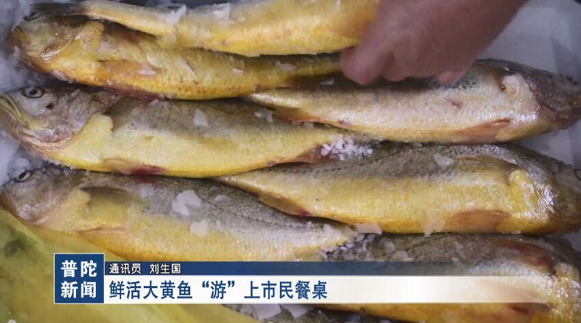 鲜活大黄鱼“游”上市民餐桌