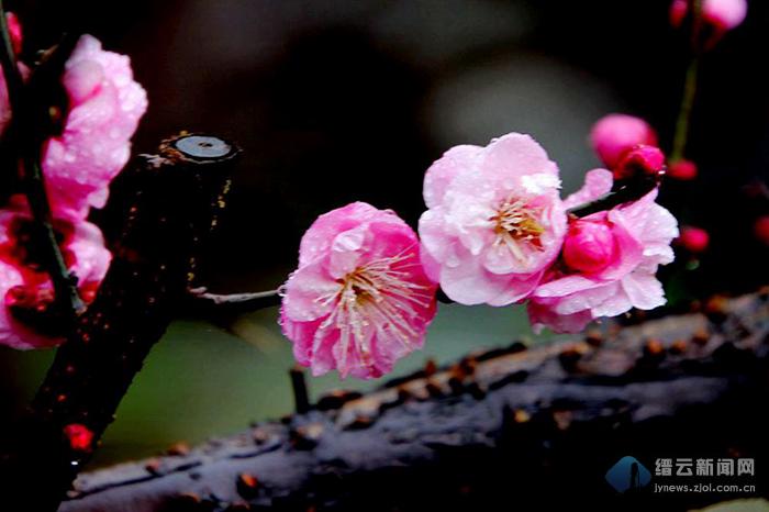 细雨石头村梅花惹人怜