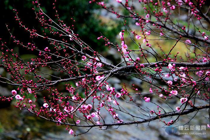 细雨石头村梅花惹人怜