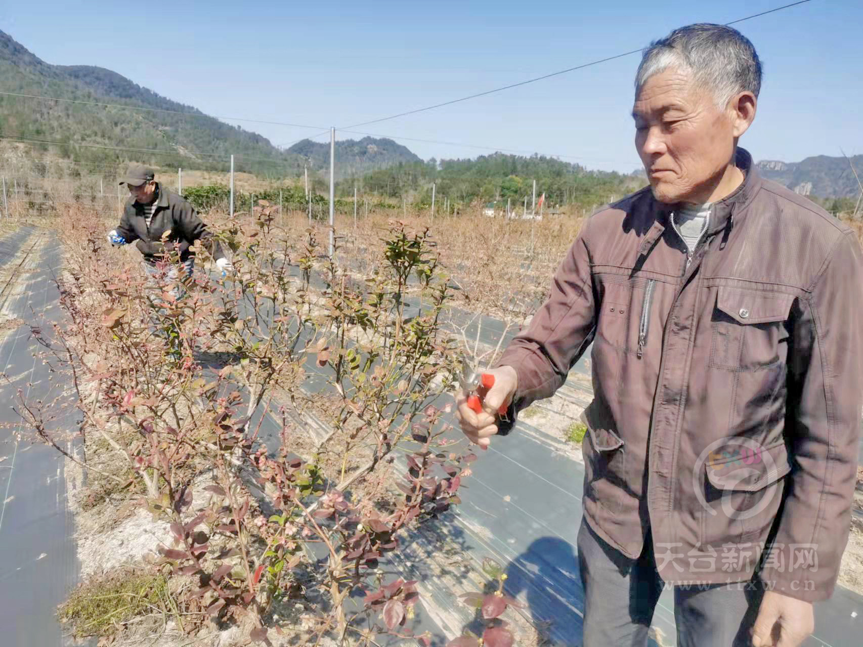 蓝莓剪枝正当时