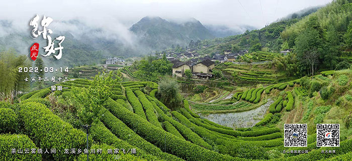 庆元特色日历2022年3月14日茶山云雾绕人间龙溪乡鱼川村