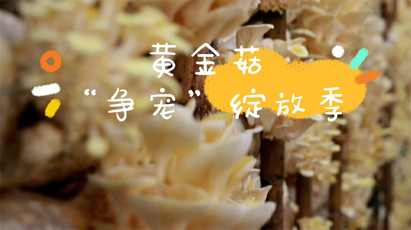 ƽ𹽡衱ż