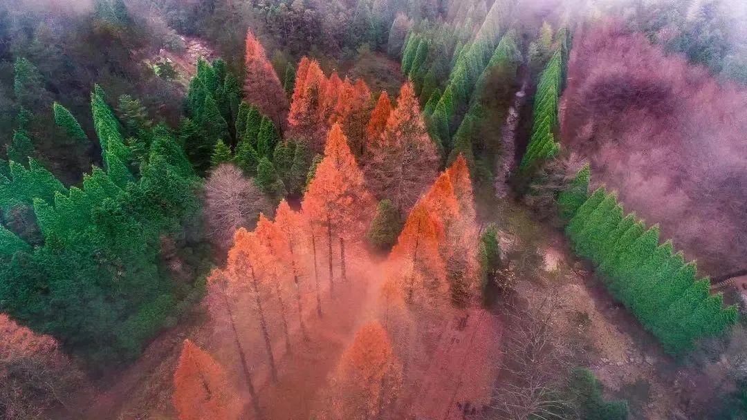 国庆去哪儿丨百山祖里的水杉林，浓缩了庆元的整个秋天