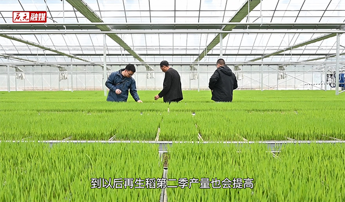 春耕春种植：一人管理10亩水稻秧苗