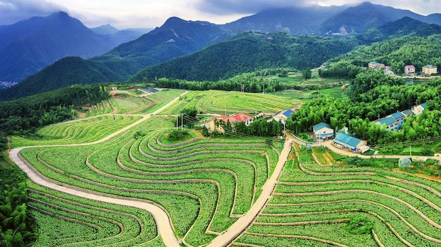 New Variety of Mini Cucumber Launched in Huangyan District