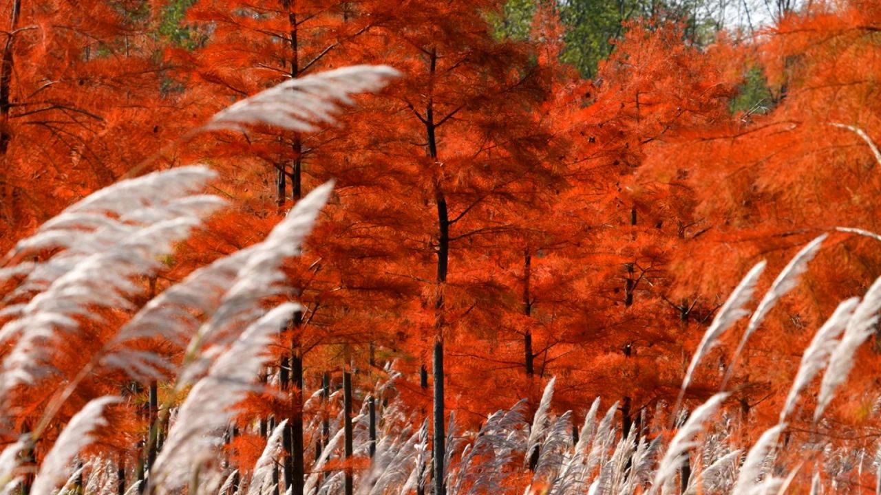 Red Sequoia Forest