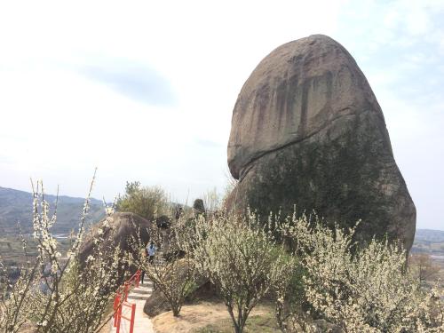 赶快邀上好友二三,来金庭镇灵鹅村游步道走一遭,漫山李花似玉似雪