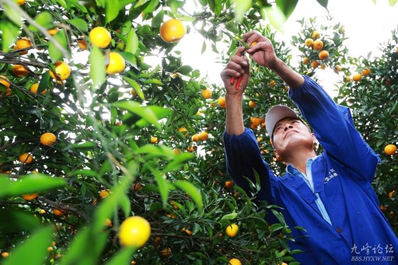 澄江柑橘采摘节将于11月5日开幕--黄岩新闻网