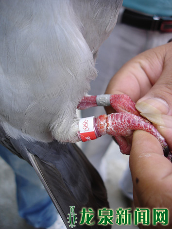 和平使者空降我市好心市民精心呵护