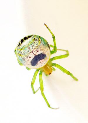 安吉惊现人面蜘蛛