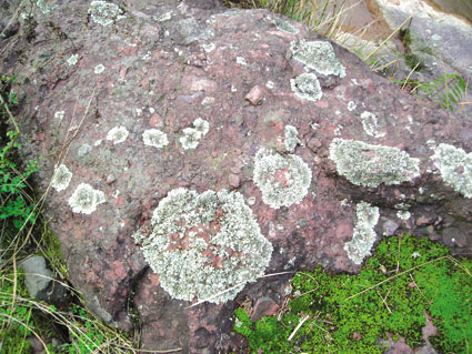 孢子类真菌的生长特性,地衣一旦遇到适宜的生长环境,就能很快形成一个