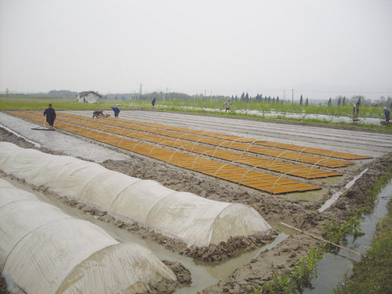 水稻育秧技术"新宠"——简易无盘规格化