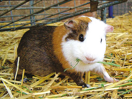 鼠不可貌相潘晓华养殖豚鼠致富