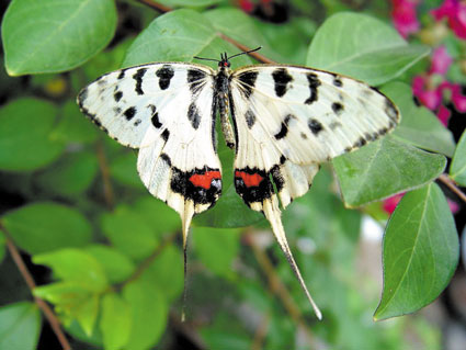 我县首次发现珍贵蝴蝶